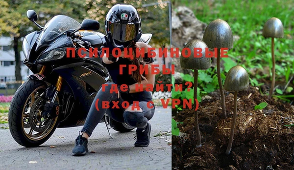 индика Белокуриха